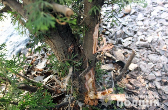 У Житомирі затримали чоловіка за пошкодження десятків дерев (ФОТО)