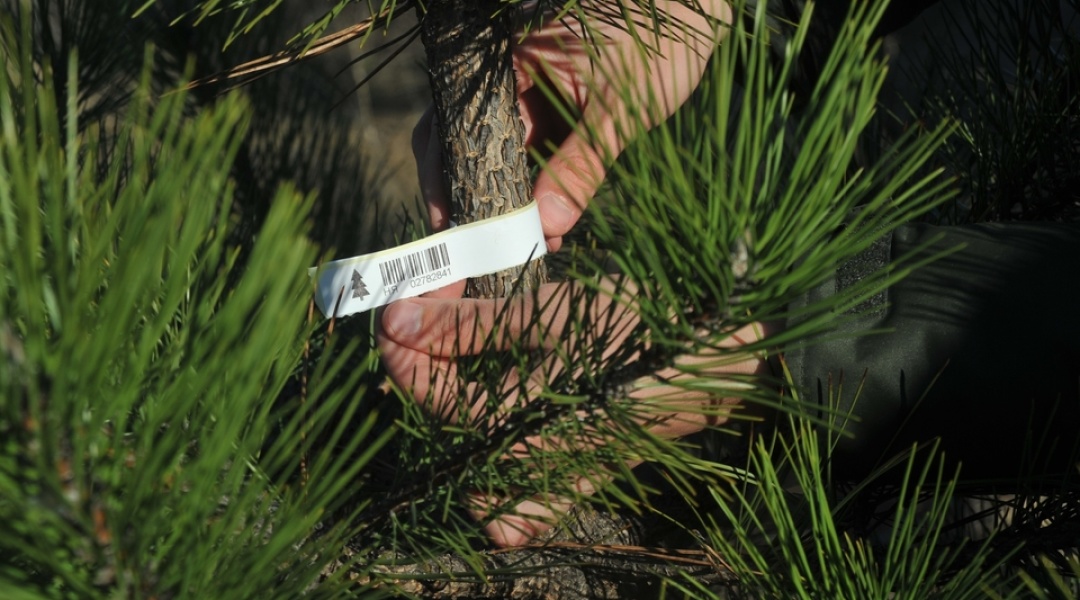 Понад 7 тисяч новорічних дерев заплановано реалізувати напередодні свят на території Житомирщини та Київщини