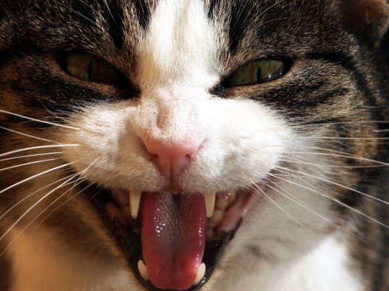 На Житомирщині зафіксували ще один випадок сказу тварин, хворобу виявили у кота