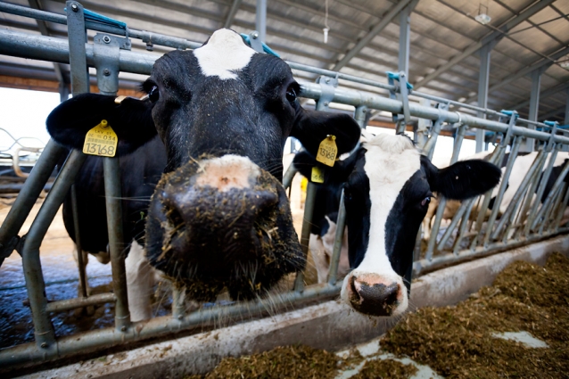 На Житомирщині понад 150 тисяч голів великої рогатої худоби