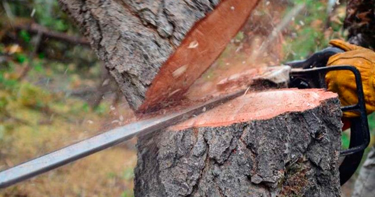 За незаконну рубку майже трьох сотень дерев Хорошівська селищна рада має сплатити майже 2 мільйони гривень