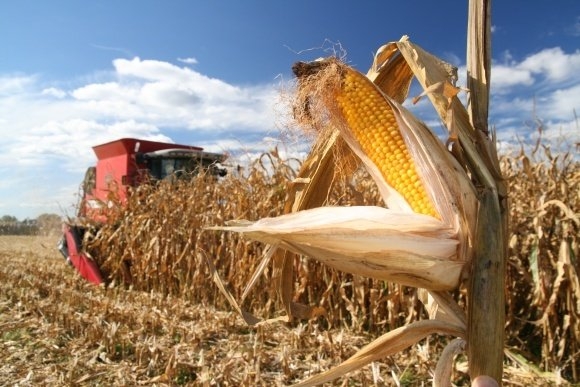На Житомирщині триває збір зернових та зернобобових культур у всіх категоріях господарств