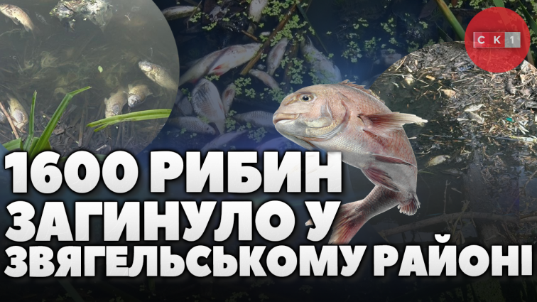 У Звягельському районі виявлено загибель водних біоресурсів: слідчі дії тривають