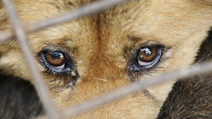 У Бранівці затримали 55-річного чоловіка за жорстоке поводження з тваринами