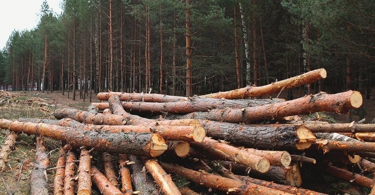 Незаконно перевозив деревину, побив поліцейських та двічі намагався втекти: на Звягельщині судили водія гужового воза