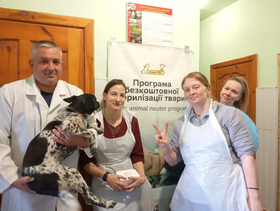 В рамках програми Доступна стерилізація ветеринари разом з волонтерами стерилізували безпритульних тварин Радомишльської громади