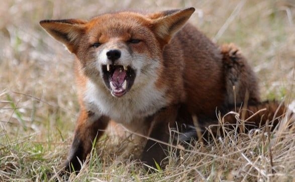 На Житомирщині зафіксували випадок сказу тварин: лис покусав свійську птицю та сторожового пса