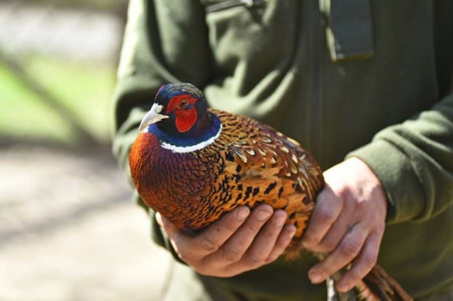 У філії «Коростенське лісомисливське господарство» випустили фазанів у вільний політ