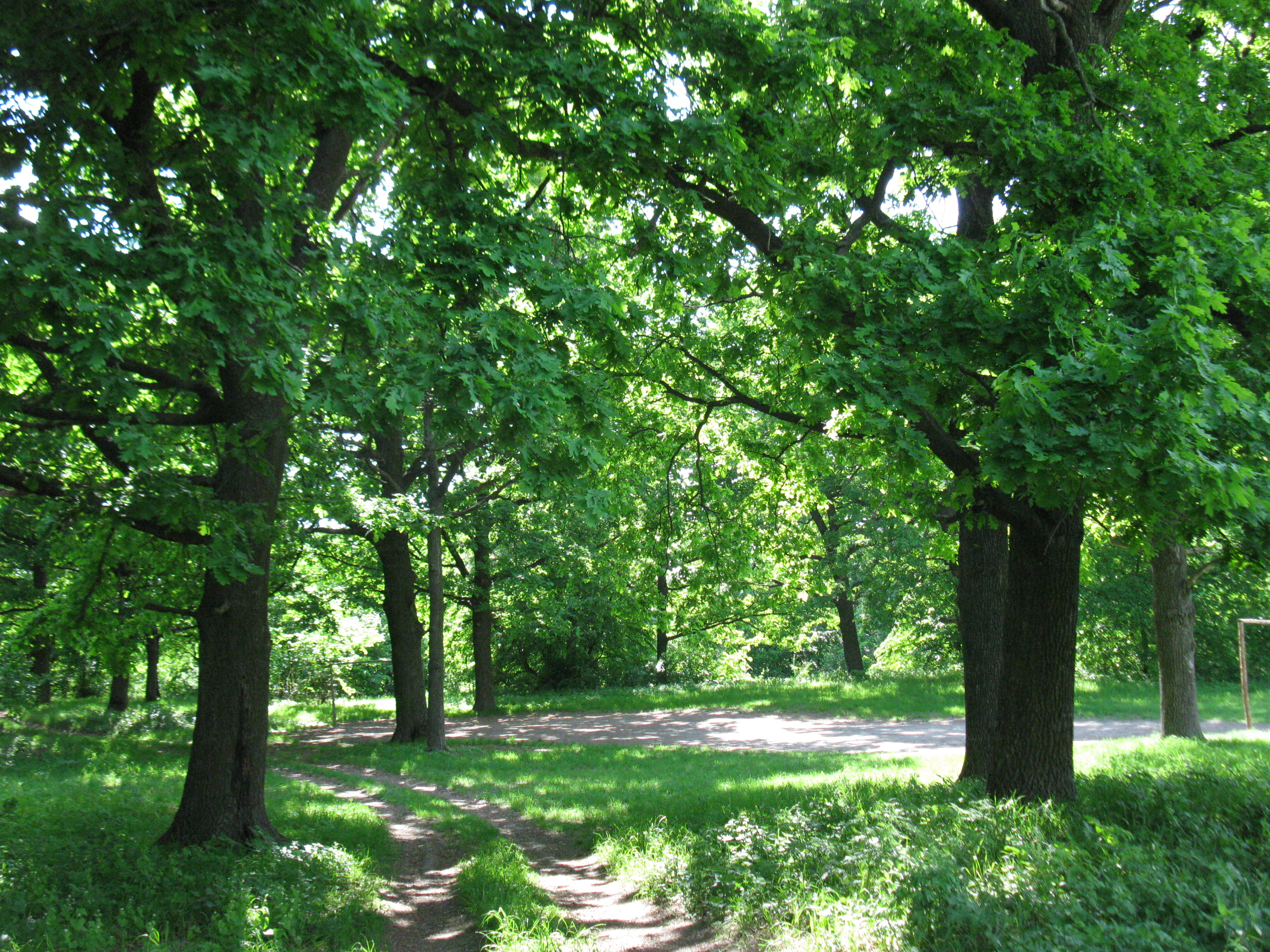 У Житомирі інвентаризують зелені насадження природоохоронного об’єкта «Дубовий гай»