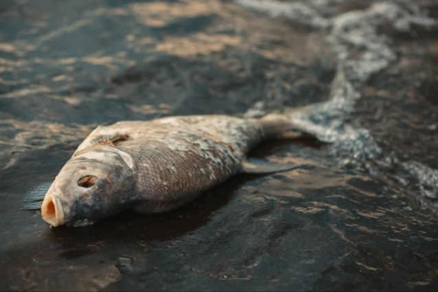 Збитки від загибелі риби у р.Гуйва у Житомирському районі перевищили півмільйона гривень, – екоінспекція
