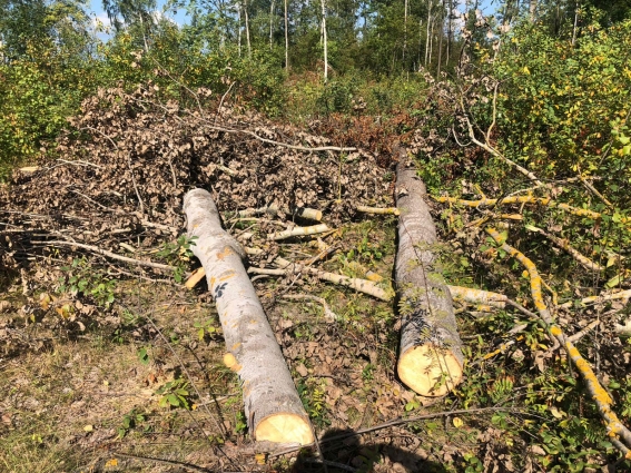 На Житомирщині вирубали майже 300 дерев (ФОТО)