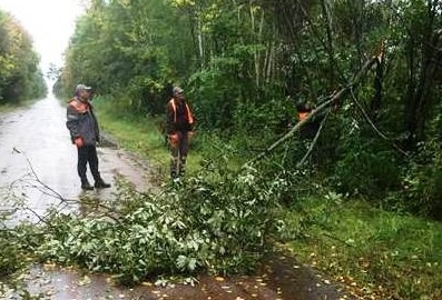 Внаслідок негоди на Житомирщині з доріг прибрали більше 20 дерев (ФОТО)