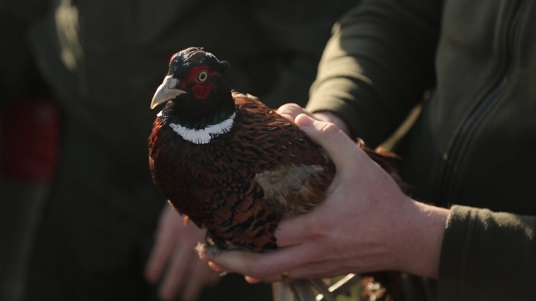 Лісівники Коростенського району випустили на волю нове поголів'я фазанів (ФОТО)