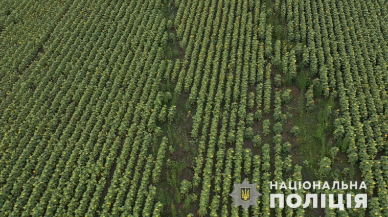 В Андрушівському районі серед поля соняшників виявили посіви конопель (ФОТО; ВІДЕО)
