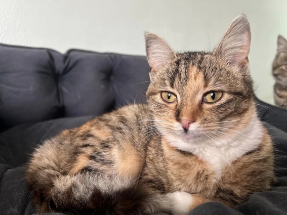У Житомирі шукають новий дім 4 котам, яких привезли з окупованих міст