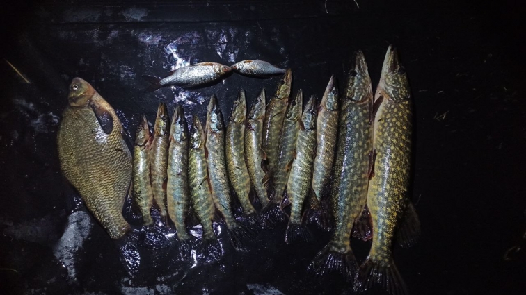 У Житомирському районі затримали рибалку, який завдав збитків майже на 50 тис. грн., виловивши незаконно понад 6 кг. риби (ФОТО)
