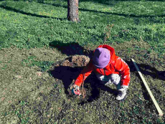 У Парку захисників України у Звягелі дітки висадили дерева в рамках еко-флешмобу «Посади дерево врятуй планету» (ФОТО)