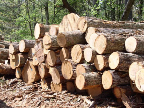 Лісгоспи Житомирщини та Київщини передали військовим понад 1 тис. кубометрів деревини