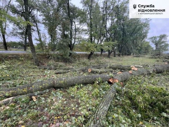 На Житомирщині понад 130 дерев самовільно зрубано у смузі відводу державної дороги (ФОТО)