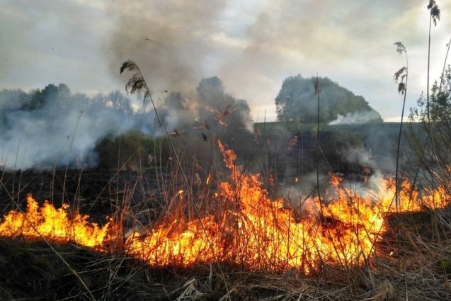На Житомирщині зафіксовано загоряння в лісах площею понад 14 га, виявлено 31 порушення вимог пожежної безпеки та накладено 120 тис грн. штрафів