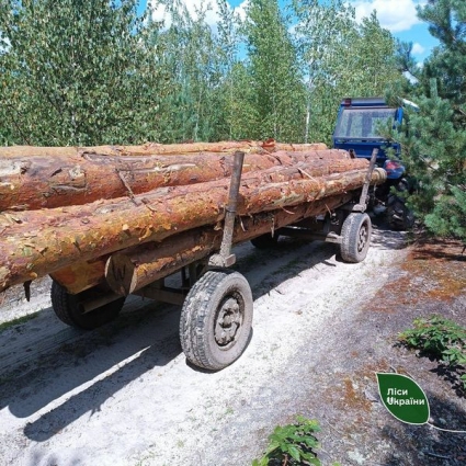 Лісівники спільно з прикордонниками викрили «чорного лісоруба» на півночі Житомирщини