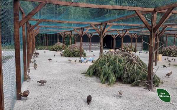 Коростенські лісівники на Житомирщині підготували до реалізації понад 500 фазанів