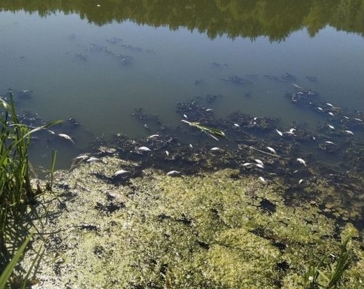 Екоінспектори підрахували збитки, нанесені довкіллю через загибель риби у Тетереві: шкода становить понад 155 тис. грн.