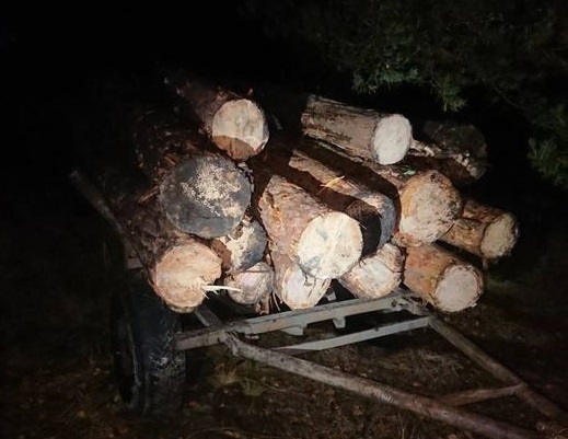 Під час нічного рейду лісівники Житомирщини встановили черговий факт вирубки деревини