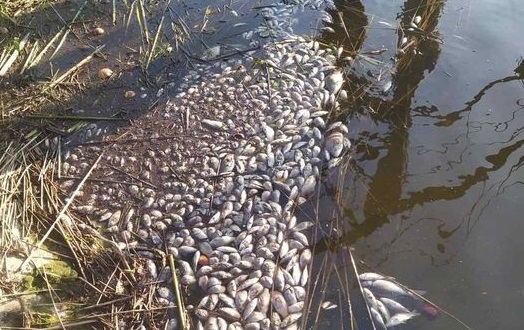 В Народицькій громаді стався масовий мор риби на водосховищі: екологи нарахували збитків на понад 10 млн. грн.