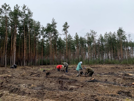У філіях Столичного лісового офісу триває реалізація осінньої лісокультурної кампанії, планують висадити 10 млн. дерев