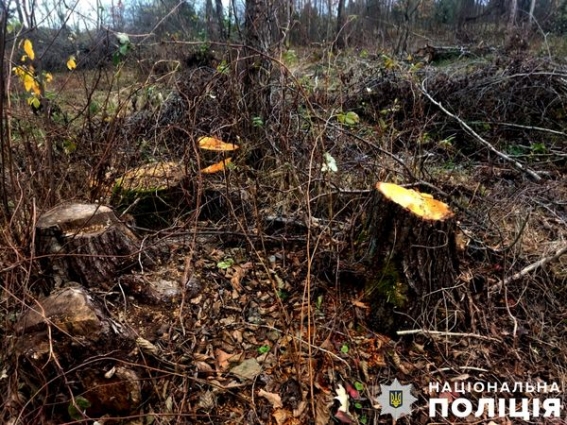 Вирубав близько трьох десятків дерев: у Романівській громаді затримали чоловіка за незаконну порубку лісу