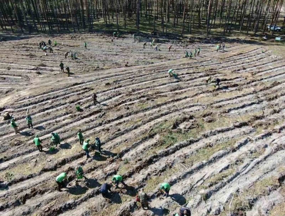 В лісових господарствах триває лісокультурна кампанія: на Житомирщині висадили майже 8 млн. дерев