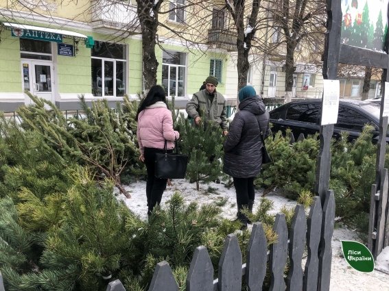 Філії Столичного лісового офісу ДП «Ліси України» реалізували 4,7 тис. новорічних дерев