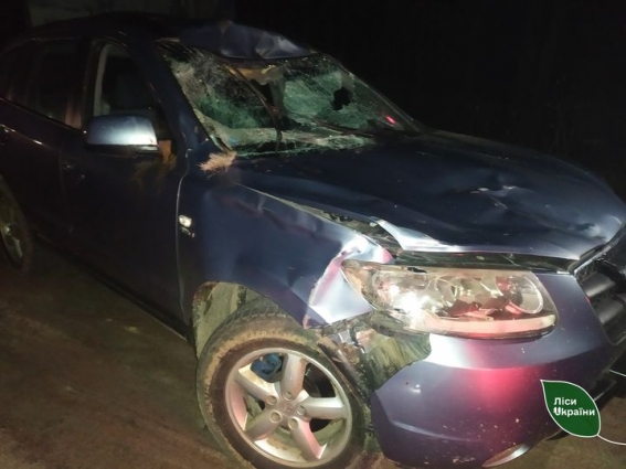 В межах Богунського лісництва водій Hyundai збив лося європейського, тварина раптово вибігла на дорогу