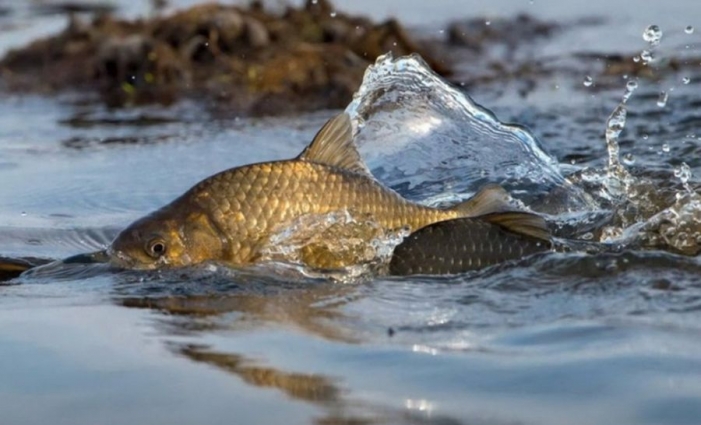 В області встановлено заборону на вилов риби у зимувальних ямах, – Житомирський рибоохоронний патруль