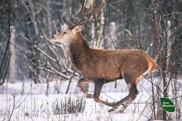У філіях Столичного лісового офісу завершився зимовий облік мисливських тварин