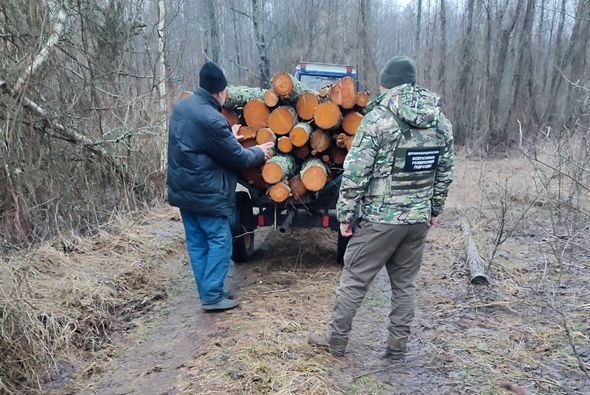 У Коростенському районі затримали водія трактора, який перевозив деревину без документів, також неподалік виявили порубку 60 дерев вільхи (ФОТО)