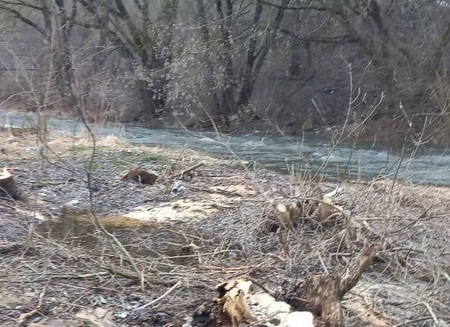 Інспекція з’ясовує законність порубки 124 дерев у прибережній зоні річки Кам’янка у Житомирі