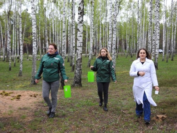 На Житомирщині спеціалісти фітосанітарної безпеки проводять моніторинг чисельності шкідників у лісових господарствах області