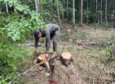 Збитки від незаконної вирубки лісу в Пулинській громаді склали майже 1,3 млн грн.