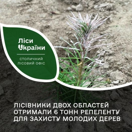 Лісівники Житомирщини аби захистити молоді дерева від поїдання тваринами використовують спеціальний репелент