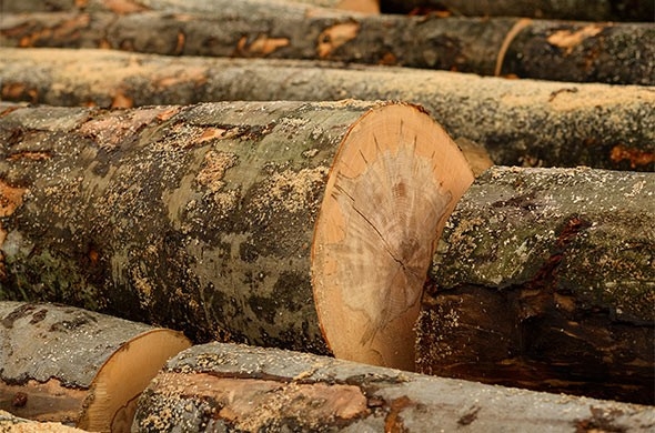 Філії ДП «Ліси України» у минулому році реалізували 26, млн. кубометрів деревини