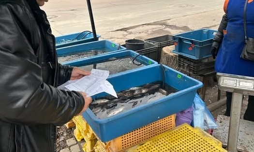 Держекоінспектори перевірили законність реалізації живої риби в місті Житомир
