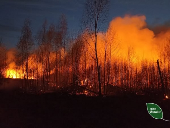 На Житомирщині вигоріло 47 га лісу: найбільше постраждало Коростенське надлісництво