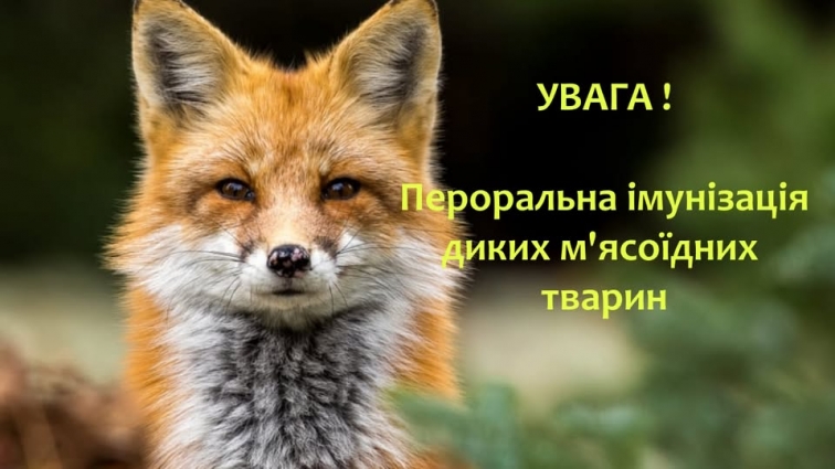 На Бердичівщині проведуть весняну кампанію з пероральної імунізації диких м'ясоїдних тварин проти сказу