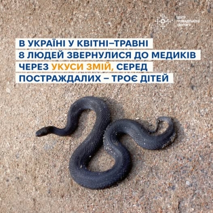 На Житомирщині за два весняні місяці зареєстровано 4 випадки укусів людей зміями