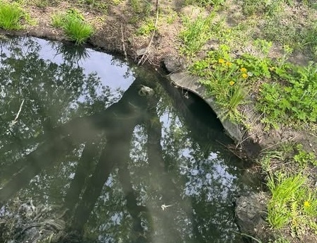 Екоінспектори провели обстеження території та відібрали проби води в озері в місті Звягель