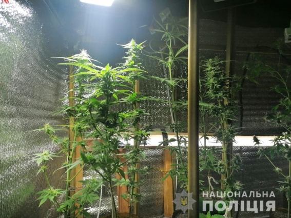 На Житомирщині у чоловіка вилучили 123 кущі конопель, вартістю 120 тис. грн. (ФОТО)