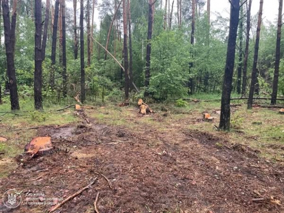 Екоінспектори у Коростенському районі виявили незаконну порубку 11 сосен, збитки становлять майже 180 тис. грн