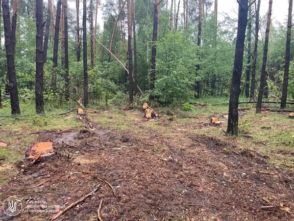 Екоінспектори у Коростенському районі виявили незаконну порубку 11 сосен, збитки становлять майже 180 тис. грн